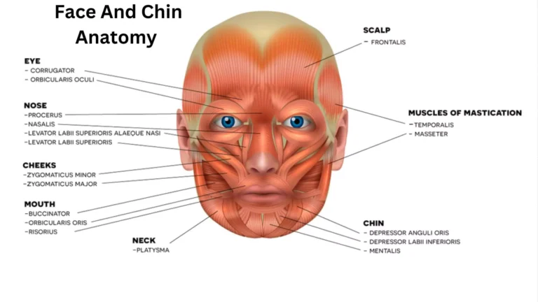 Exploring the Intricacies of Face and Chin Anatomy